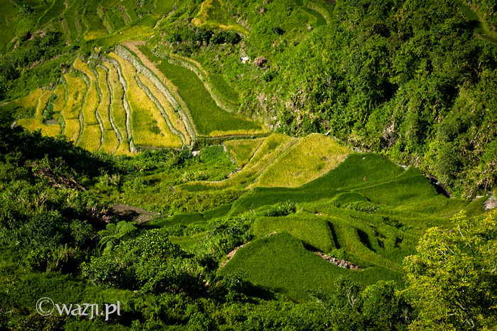 Filipiny_Batad_pola ryżowe, DSC_9502