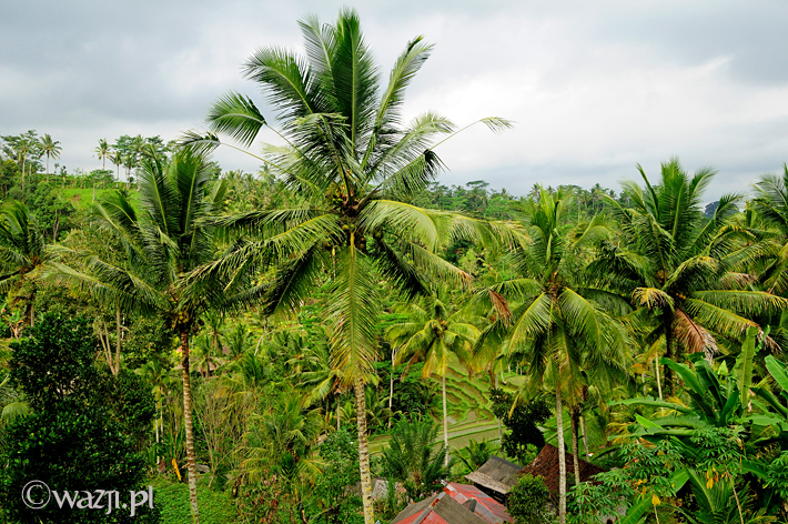 Bali 2008. Zachwyca zieleń pól ryżowych i palmy.
