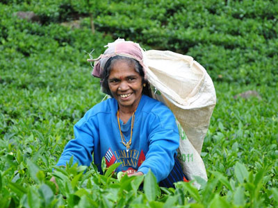 "Sri Lanka. tamilka zbierająca listki herbaty na jednej s plantacji."