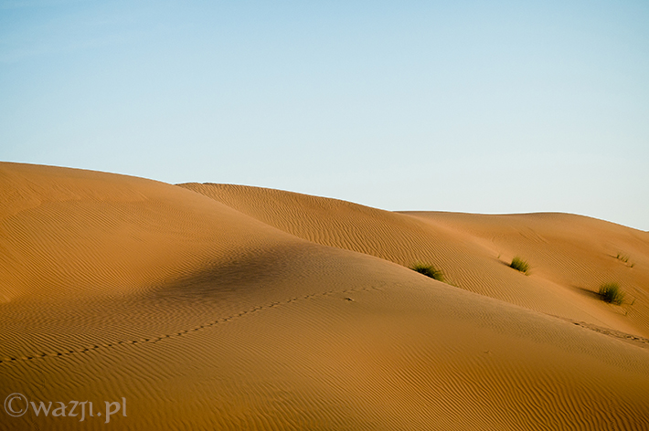 Oman_Wahiba_Sands_pustynia, DSC_8626