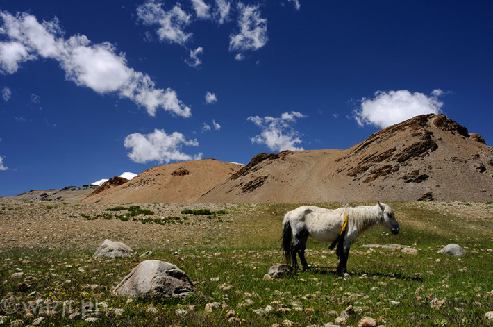 Indie_Ladakh_Tso_Moriri, DSC_4702