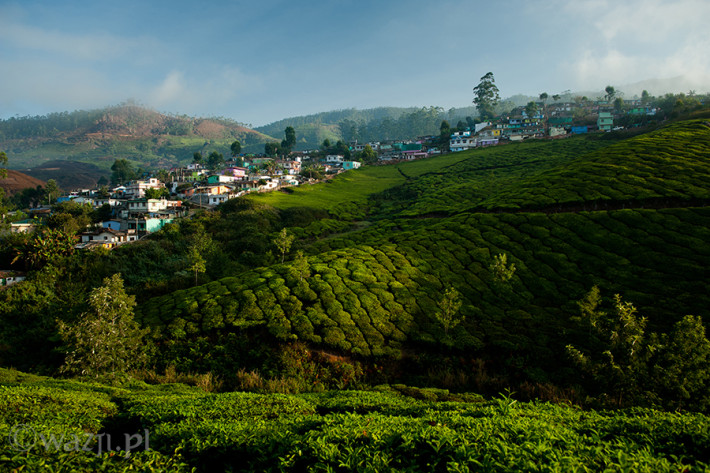 Indie_Kerala_Munnar_plantacje_herbaty, DSC_3508