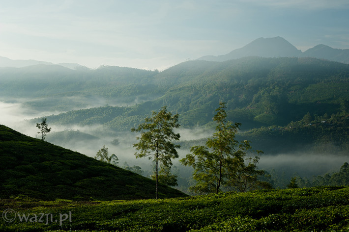 Indie_Kerala_Munnar_plantacje_herbaty, DSC_3525