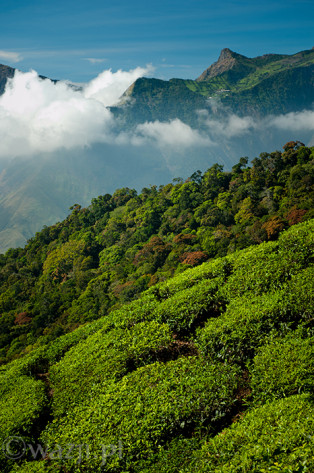 Indie_Kerala_Munnar_plantacje_herbaty, DSC_3622