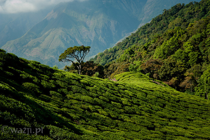 Indie_Kerala_Munnar_plantacje_herbaty, DSC_3652