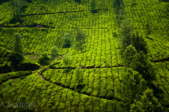 Indie_Kerala_Munnar_plantacje_herbaty, DSC_3788