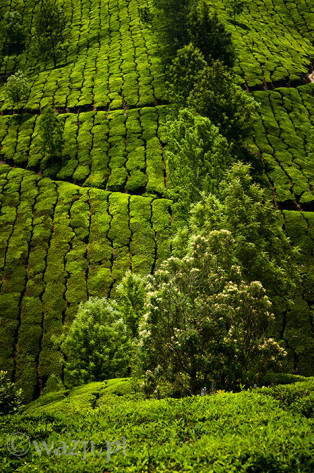 Indie_Kerala_Munnar_plantacje_herbaty, DSC_3800