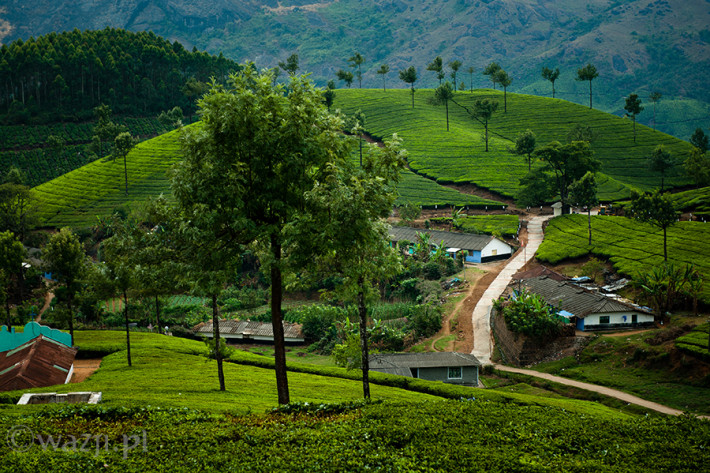 Indie_Kerala_Munnar_plantacje_herbaty, DSC_3865