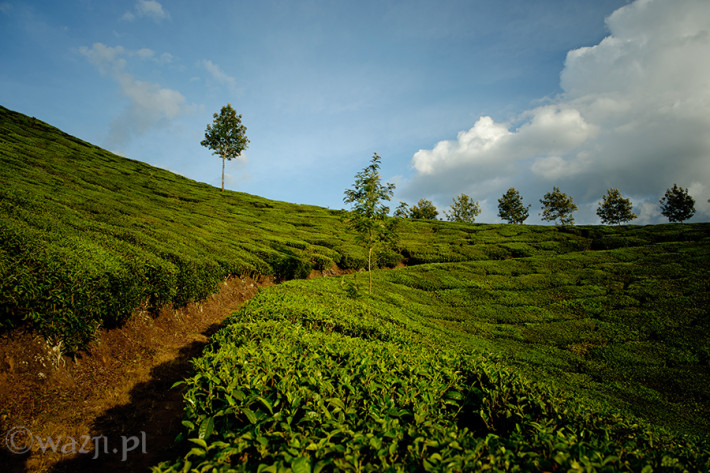 Indie_Kerala_Munnar_plantacje_herbaty, DSC_3970