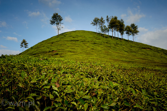 Indie_Kerala_Munnar_plantacje_herbaty, DSC_3982