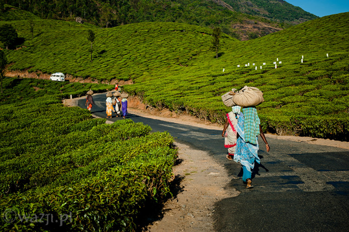 Indie_Kerala_Munnar_plantacje_herbaty_ludzie, DSC_4336