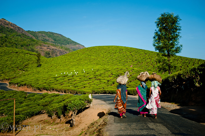 Indie_Kerala_Munnar_plantacje_herbaty_ludzie, DSC_4350