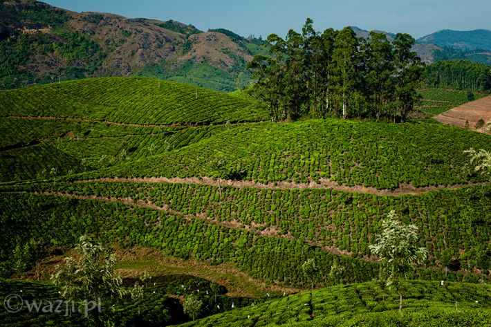 Indie_Kerala_Munnar_plantacje_herbaty, DSC_4403