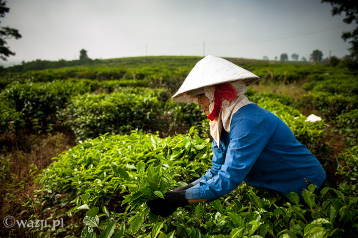 Vietnam, Bao Loc. Tea plantations, DSC_3322