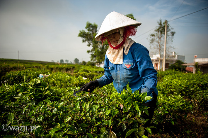 Vietnam, Bao Loc. Tea plantations, DSC_3327