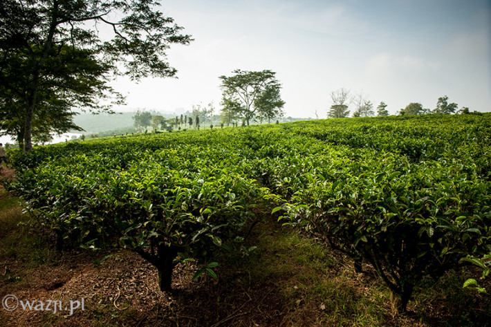 Vietnam, Bao Loc. Tea plantations, DSC_3342