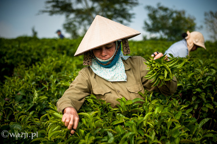 Vietnam, Bao Loc. Tea plantations, DSC_3367