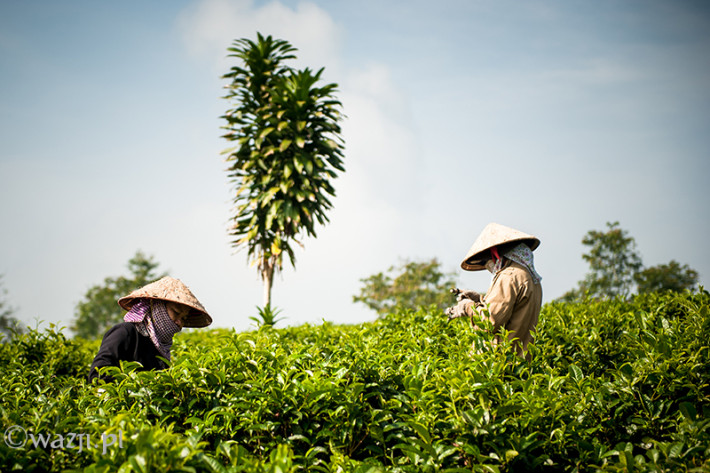 Vietnam, Bao Loc. Tea plantations, DSC_3380
