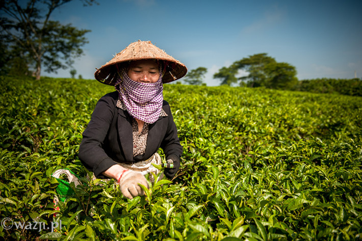 Vietnam, Bao Loc. Tea plantations, DSC_3390