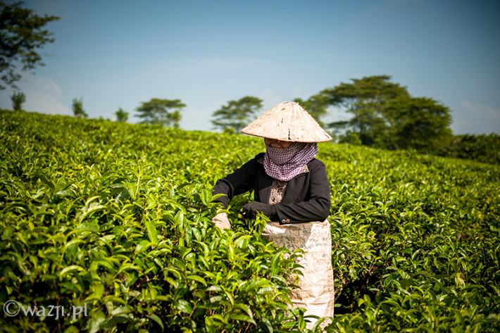 Vietnam, Bao Loc. Tea plantations, DSC_3392