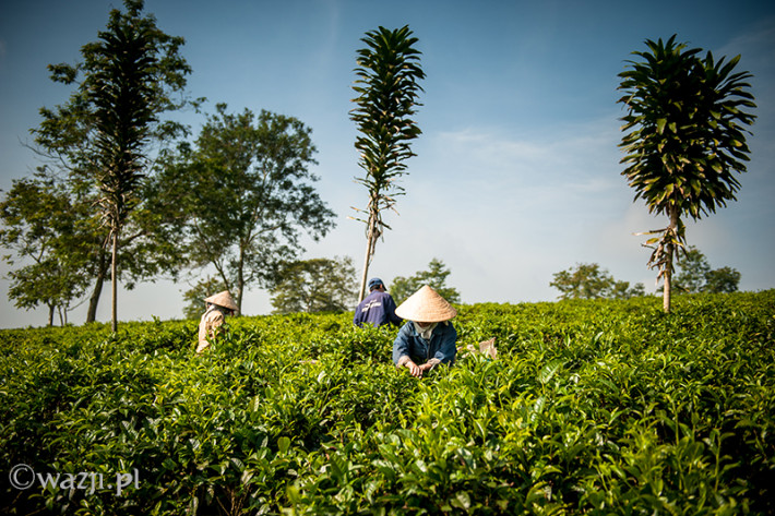 Vietnam, Bao Loc. Tea plantations, DSC_3398