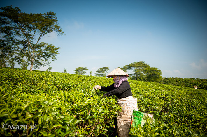 Vietnam, Bao Loc. Tea plantations, DSC_3399