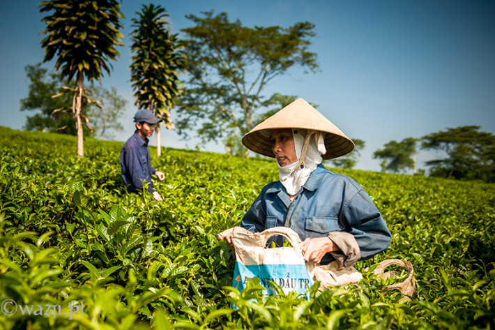 Vietnam, Bao Loc. Tea plantations, DSC_3406