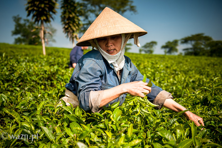 Vietnam, Bao Loc. Tea pickers, DSC_3412