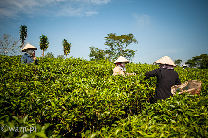 Vietnam, Bao Loc. Tea pickers, DSC_3453