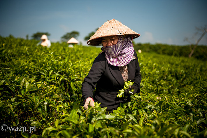 Vietnam, Bao Loc. Tea pickers, DSC_3454
