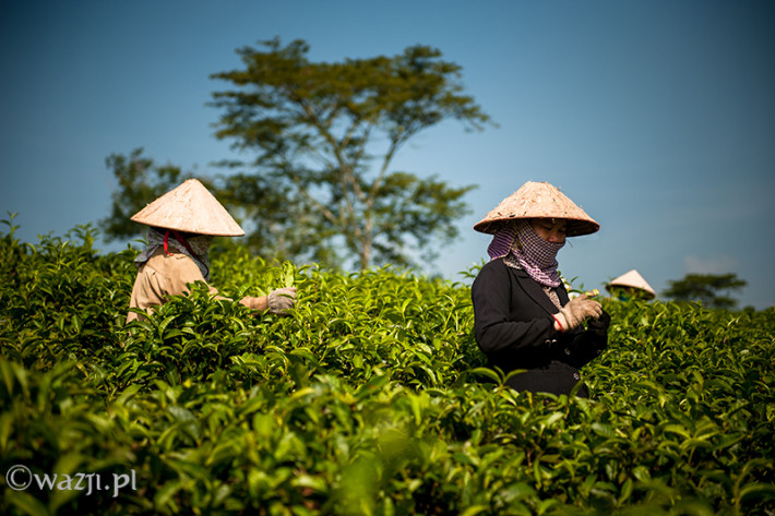 Vietnam, Bao Loc. Tea plantations, DSC_3458