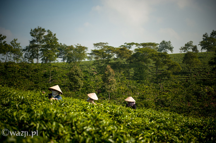 Vietnam, Bao Loc. Tea plantations, DSC_3473