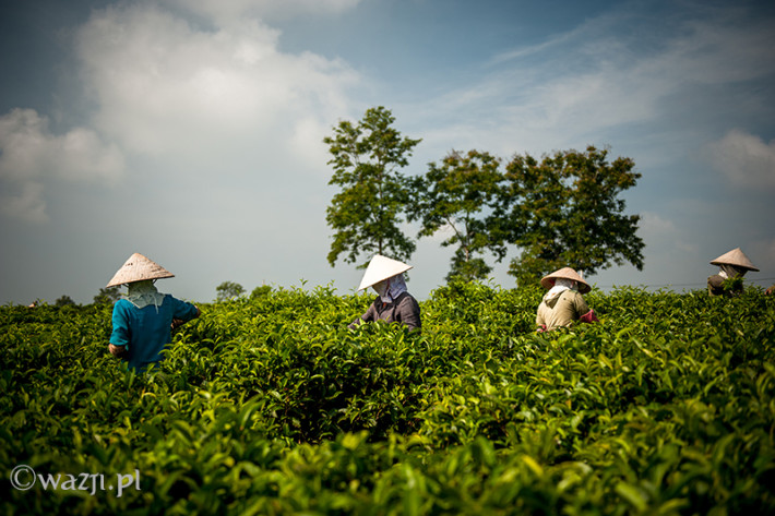 Vietnam, Bao Loc. Tea plantations, DSC_3483