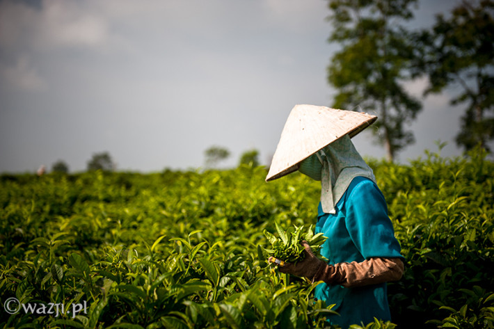 Vietnam, Bao Loc. Tea plantations, DSC_3486