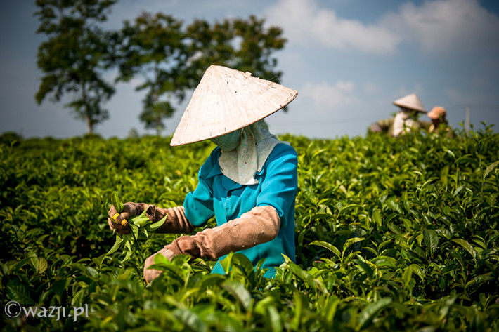 Vietnam, Bao Loc. Tea plantations, DSC_3505