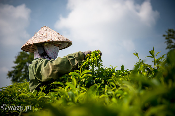 Vietnam, Bao Loc. Tea plantations, DSC_3517