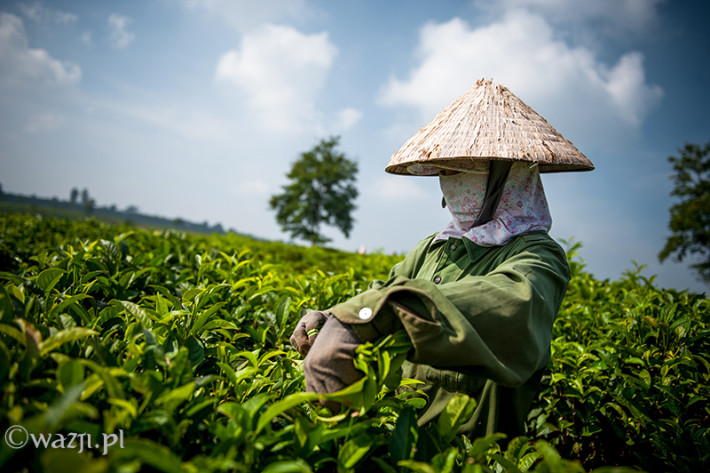 Vietnam, Bao Loc. Tea plantations, DSC_3519