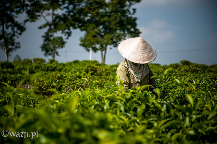 Vietnam, Bao Loc. Tea plantations, DSC_3541