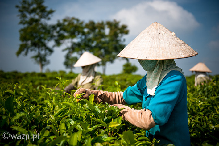 Vietnam, Bao Loc. Tea plantations, DSC_3547