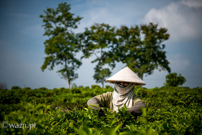 Vietnam, Bao Loc. Tea plantations, DSC_3551