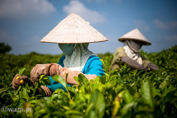 Vietnam, Bao Loc. Tea plantations, DSC_3559