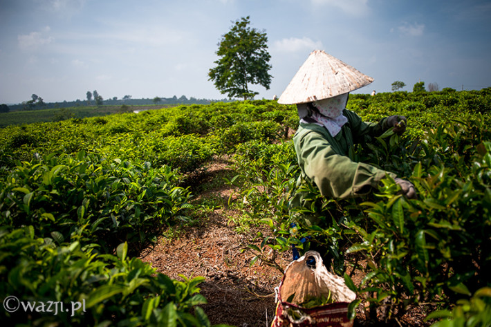 Vietnam, Bao Loc. Tea plantations, DSC_3576