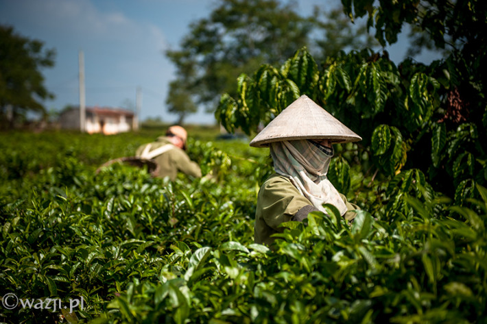 Vietnam, Bao Loc. Tea plantations, DSC_3588