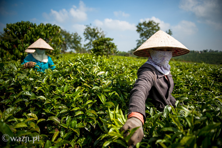 Vietnam, Bao Loc. Tea plantations, DSC_3605
