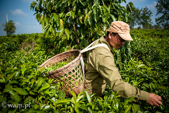 Vietnam, Bao Loc. Tea plantations, DSC_3618