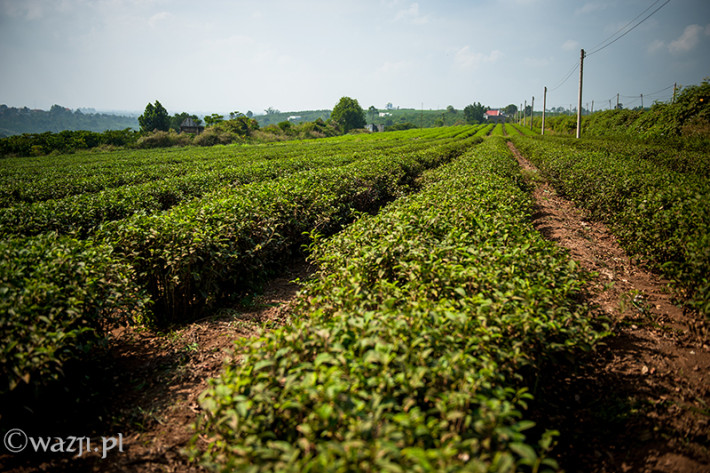 Vietnam, Bao Loc. Tea plantations, DSC_3626