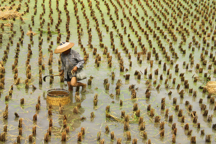 POLA RYŻOWE, ŻNIWA. CHINY