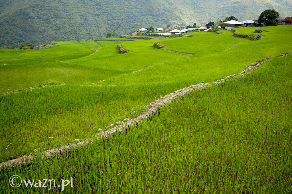Filipiny, Kalinga. Zielone pora ryżowe wokół wioski Buscalan. Przepiękne. Wcześniej widziałam je tylko podczas pory sadzenia ryżu. (kwiecień 2014)