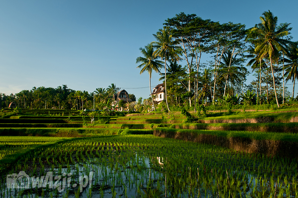 Pola ryżowe w okolicy Campuan, Ubud.