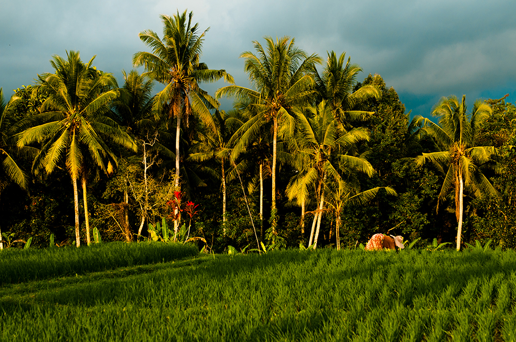 Pola ryżowe w okolicy Ubud